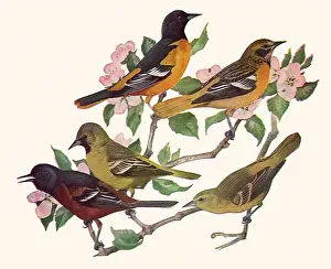 Agassiz: Orioles