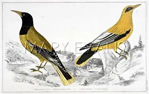 Orioles: TWO ORIOLES