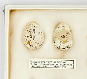 Ornithological: Oriolus sagittatus affinis eggs