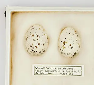 Ornithological: Oriolus sagittatus affinis eggs