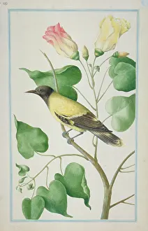 1722 C: Oriolus sp. oriole