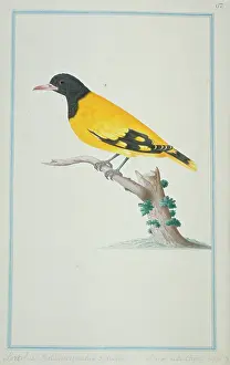 1722 C: Oriolus sp. oriole