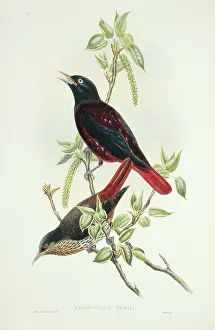 Catkin: Oriolus traillii, maroon oriole