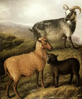 Atop: Orkney Ram and Ewe