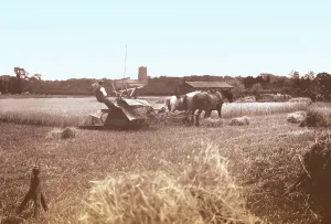 C1935: Ormesby, Harvest Time c1935