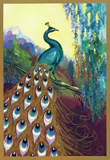 Pavo: Ornamental Peacock