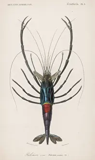 Shrimp: ORNAMENTAL SHRIMP