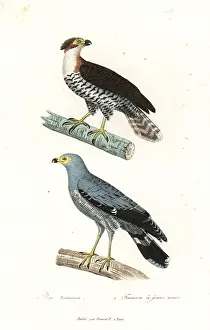 Ornatus: Ornate hawk eagle and African harrier-hawk