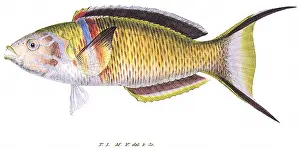 Lowe: Ornate Wrasse