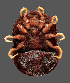 Sucking: Ornithodoros moubata, tick
