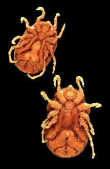 Sucking: Ornithodoros parkeri, tick