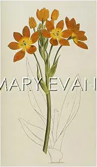 Aureum: ORNITHOGALUM AUREUM