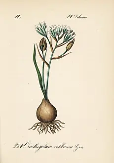 Ornithogalum: Ornithogalum collinum