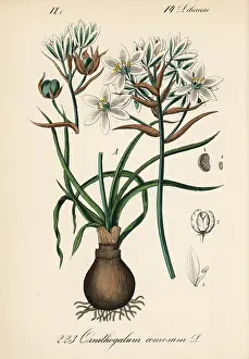Schlechtendal: Ornithogalum comosum