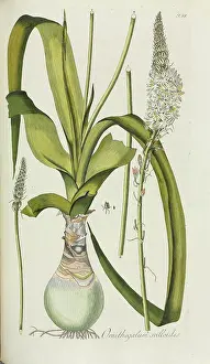 Nicolaus: Ornithogalum scilloides