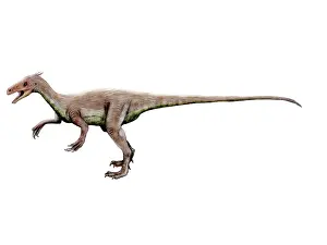 Hermanni: Ornitholestes dinosaur