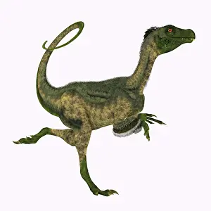 Kimmeridgian: Ornitholestes dinosaur running, on white background