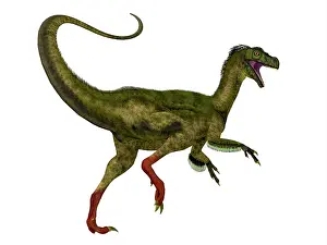 Kimmeridgian: Ornitholestes dinosaur, white background