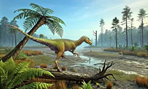 Stocktrek Images: Ornitholestes hermanni dinosaur in the Morrison