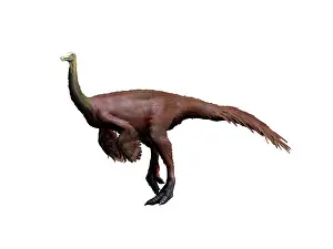 Contour: Ornithomimus dinosaur
