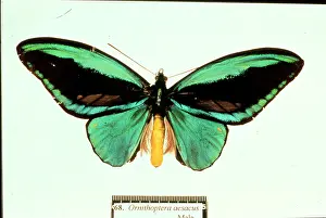 Troides: Ornithoptera aesacus, birdwing butterfly