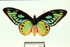 Troides: Ornithoptera aesacus, birdwing butterfly