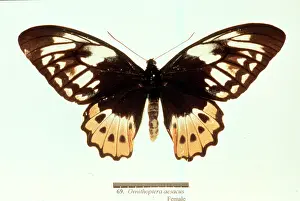 Troides: Ornithoptera aesacus, birdwing butterfly