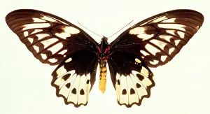 Troides: Ornithoptera aesacus, birdwing butterfly