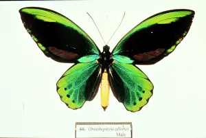 Troides: Ornithoptera allotei, birdwing butterfly