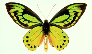 Troides: Ornithoptera allotei, birdwing butterfly