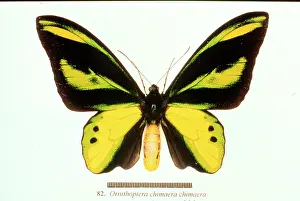 Chimaera: Ornithoptera chimaera, birdwing butterfly