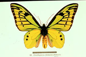 Chimaera: Ornithoptera chimaera, birdwing butterfly