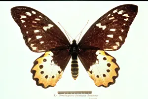 Chimaera: Ornithoptera chimaera, birdwing butterfly
