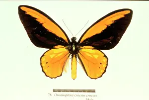 Croesus: Ornithoptera croesus, birdwing butterfly