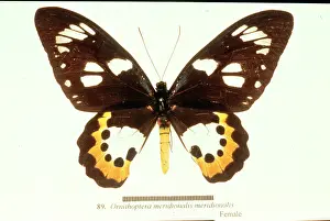 Meridionalis: Ornithoptera meridionalis, birdwing butterfly