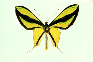 Swallowtail: Ornithoptera paradisea, birdwing butterfly
