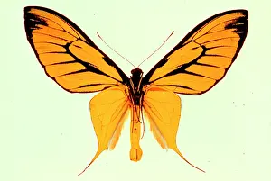 Troides: Ornithoptera paradisea, birdwing butterfly