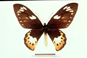Troides: Ornithoptera paradisea, birdwing butterfly