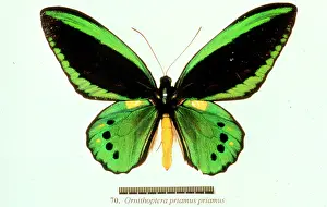 Troides: Ornithoptera priamus, birdwing butterfly
