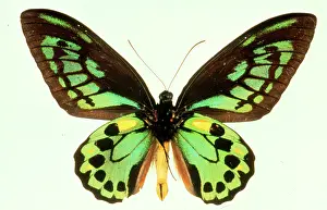 Troides: Ornithoptera priamus, birdwing butterfly