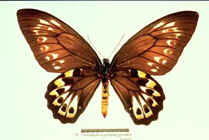 Troides: Ornithoptera priamus, birdwing butterfly