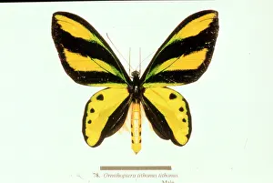 Tithonus: Ornithoptera tithonus, birdwing butterfly