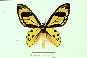 Tithonus: Ornithoptera tithonus, birdwing butterfly