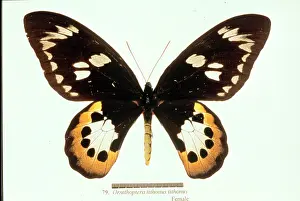 Tithonus: Ornithoptera tithonus, birdwing butterfly