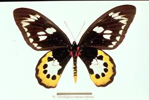 Tithonus: Ornithoptera tithonus, birdwing butterfly