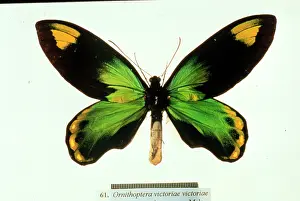 Troides: Ornithoptera victoriae, birdwing butterfly