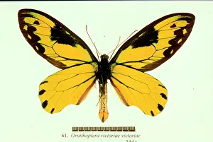 Troides: Ornithoptera victoriae, birdwing butterfly