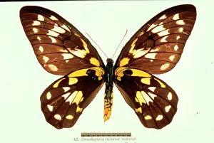 Troides: Ornithoptera victoriae, birdwing butterfly