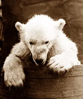 Orphaned: Orphaned polar bear cub on whaling ship