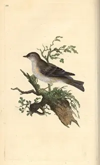 Hortensis: Orphean warbler, Sylvia hortensis, or greater pettychaps